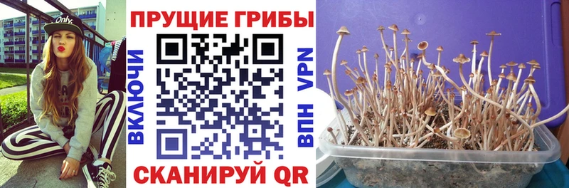 купить   Собинка  Галлюциногенные грибы мухоморы 